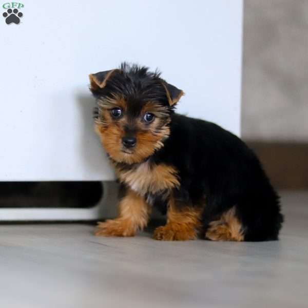 Dolly, Yorkie Puppy